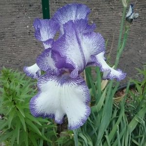 Meet your Posher, Jean